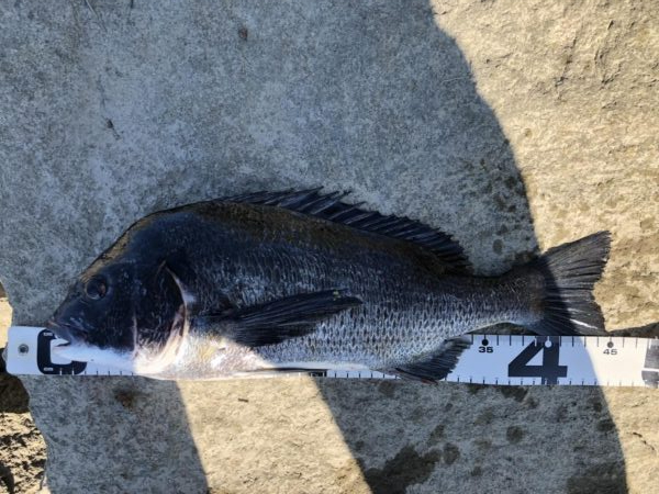 イチノ兄弟、釣果!