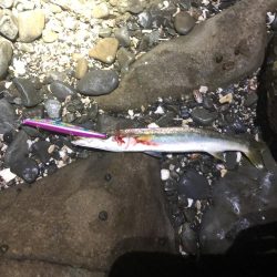 シーバス狙いでカマス