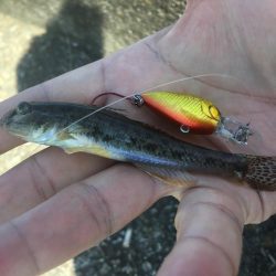 ハゼに翻弄されとります( ̄▽ ̄)