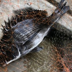 イチノ兄弟、釣果!