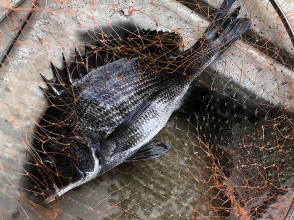 イチノ兄弟、釣果!