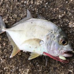 恐怖の「アジコロ」