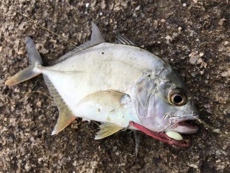 恐怖の「アジコロ」