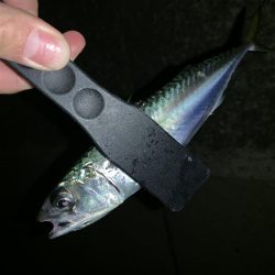 アーバンサイド豆アジング