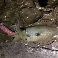 秋エギング釣行