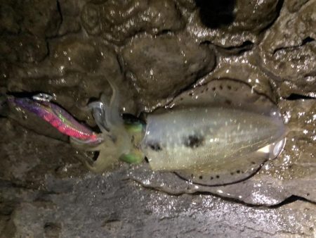 秋エギング釣行