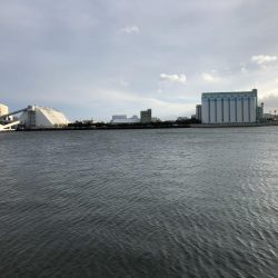 タチウオきてるよ