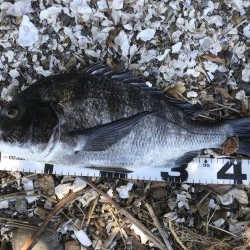 イチノ兄弟、釣果!