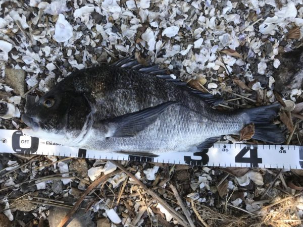 イチノ兄弟、釣果!