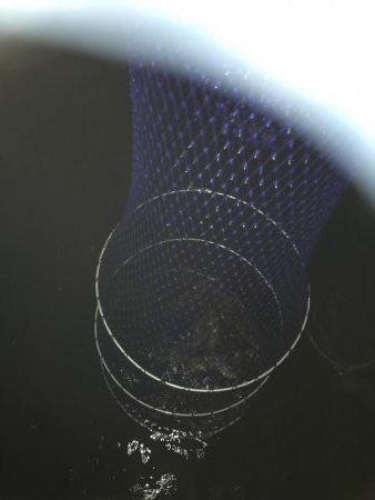 アラカブカワハギアコウアジウマズラ