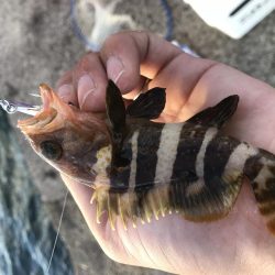 ライトショアジギング エギング