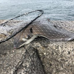 ショアジギング