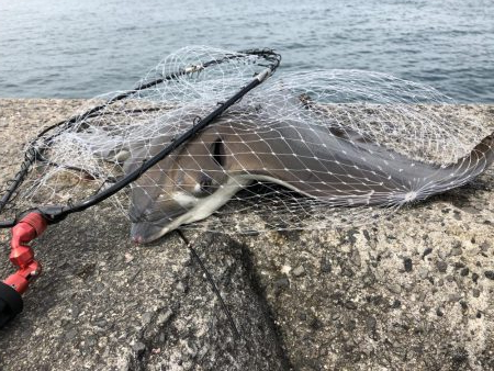 ショアジギング