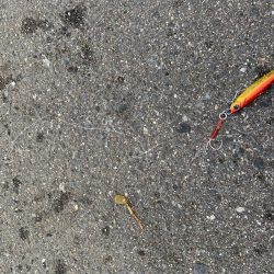 夕マズメの調査