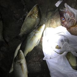 ハマフエフキ爆釣‼︎念願のタルミゲット☆