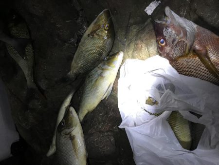 ハマフエフキ爆釣‼︎念願のタルミゲット☆