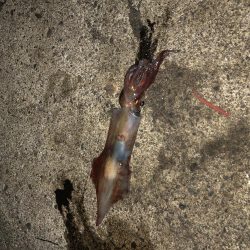 まだまだ小さい