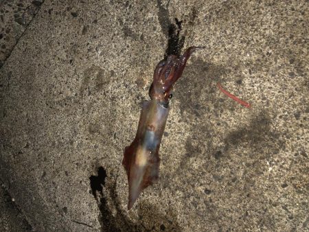 まだまだ小さい