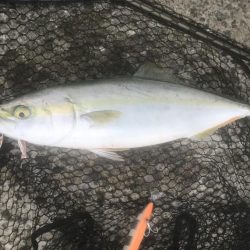 ハマチ・サゴシ