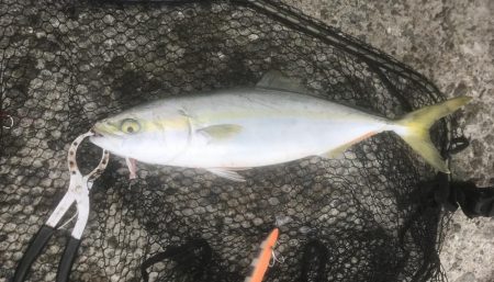 ハマチ・サゴシ