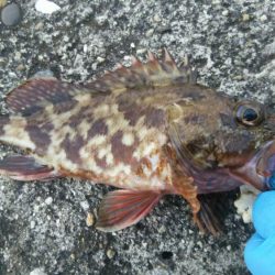 サイズは小さいが