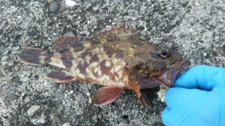 サイズは小さいが