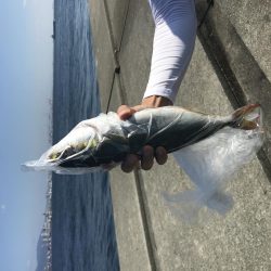 青物に代わり太刀魚が