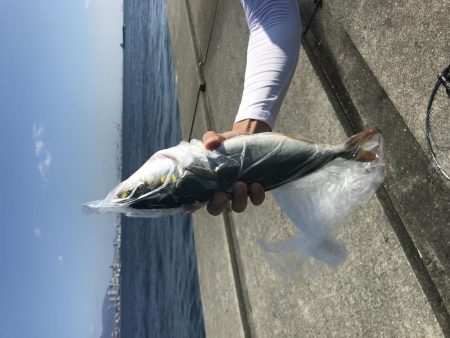 青物に代わり太刀魚が