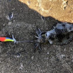 ランガンエギング