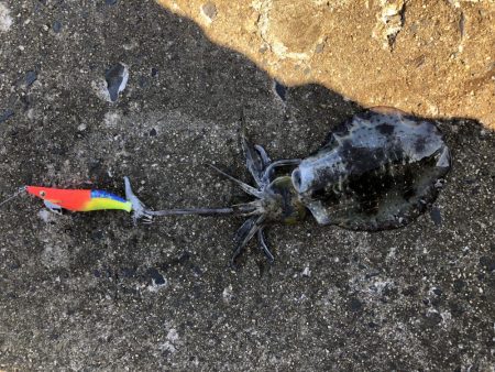 ランガンエギング