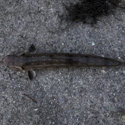 青物は釣れませんでした