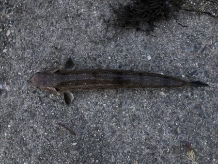 青物は釣れませんでした