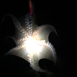 台風一過の淡路島へ