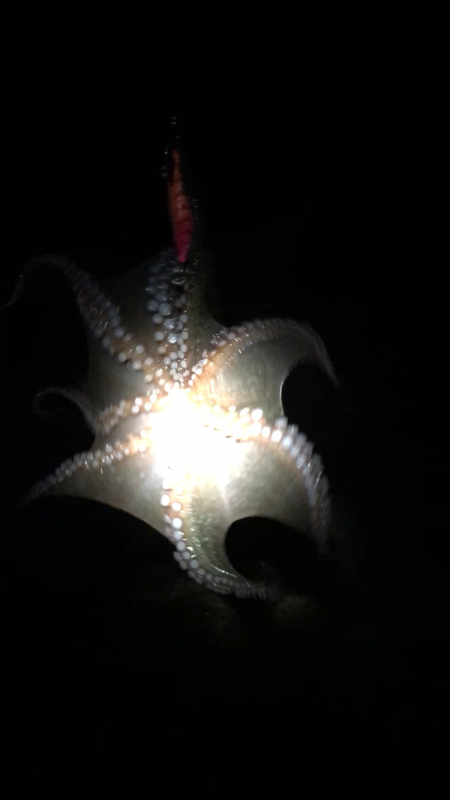 台風一過の淡路島へ