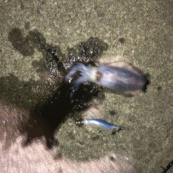 県南でエギング