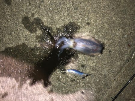 県南でエギング