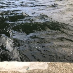 大阪市湾奥まで入ってきたー!