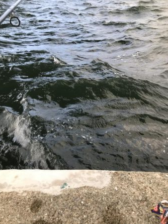 大阪市湾奥まで入ってきたー!