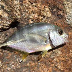 太刀魚 シイラ メッキ ウルトラCでシイラが釣れた