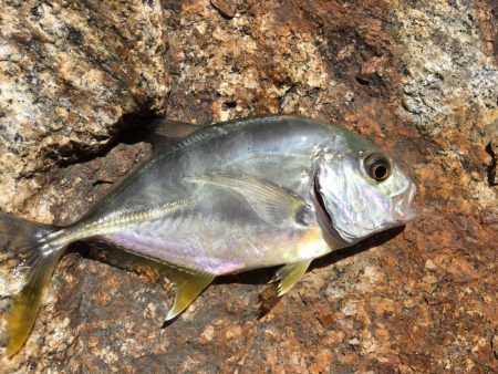 太刀魚 シイラ メッキ ウルトラCでシイラが釣れた