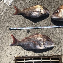 暑いのにタイラバ