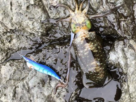 釣果もハリケーン‼︎