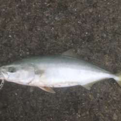 ハマチ・ツバス・サゴシ・タチ