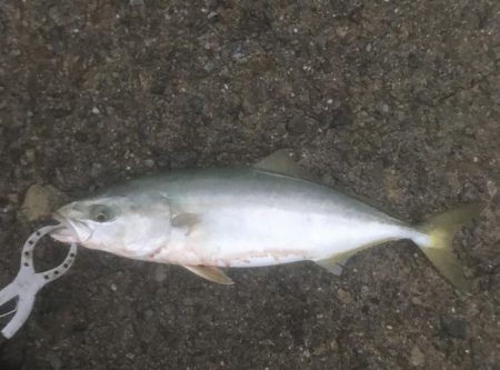 ハマチ・ツバス・サゴシ・タチ