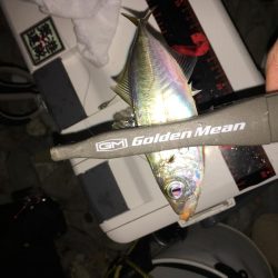 アジング 豆アジ小アジ