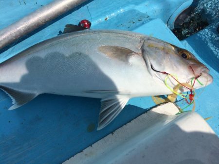 紀北  タイラバ釣果