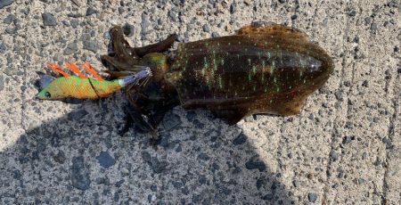 イージーエギング