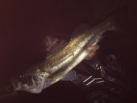 ナイトシーバス