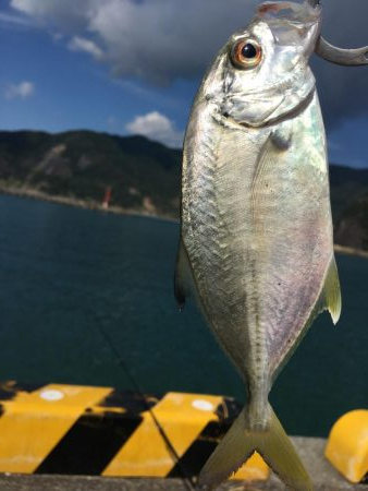 メッキ アナハゼ