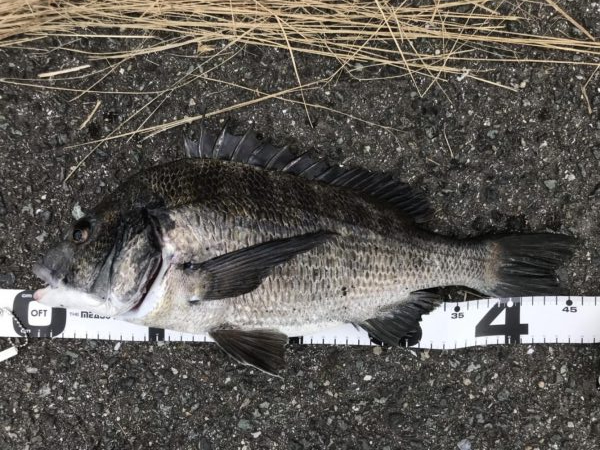 イチノ兄弟、釣果！